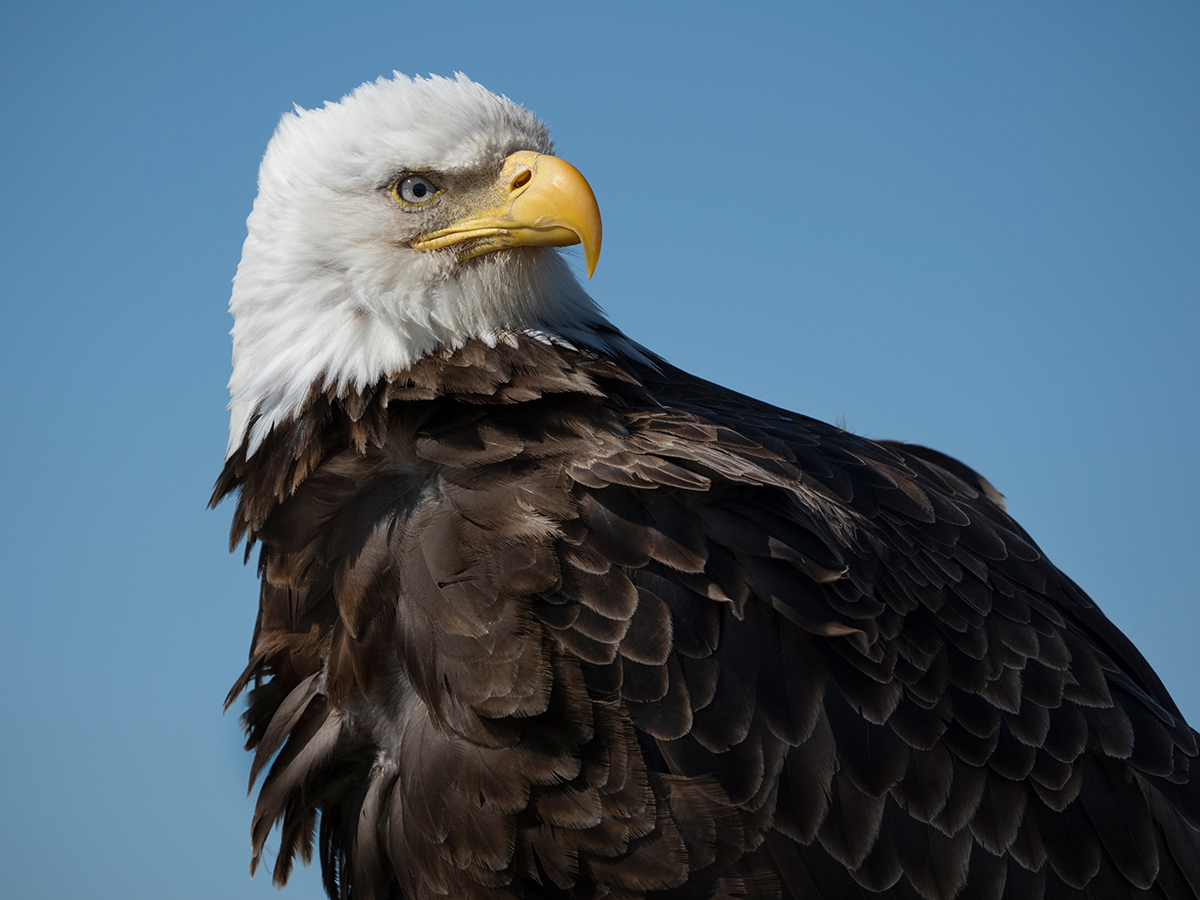 Gros plan d'un aigle à tête blanche dans un ciel bleu clair, mettant en valeur son bec acéré, son œil perçant et la texture détaillée de ses plumes en lumière naturelle. ©Lisa Langell