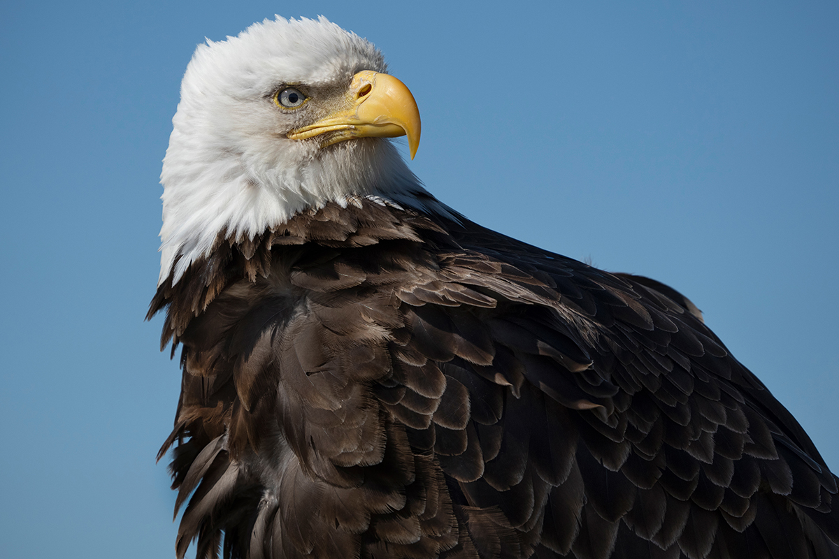 <p>Focal length : 400mm Exposure : F/9.0 1/2000sec ISO 500</p>
