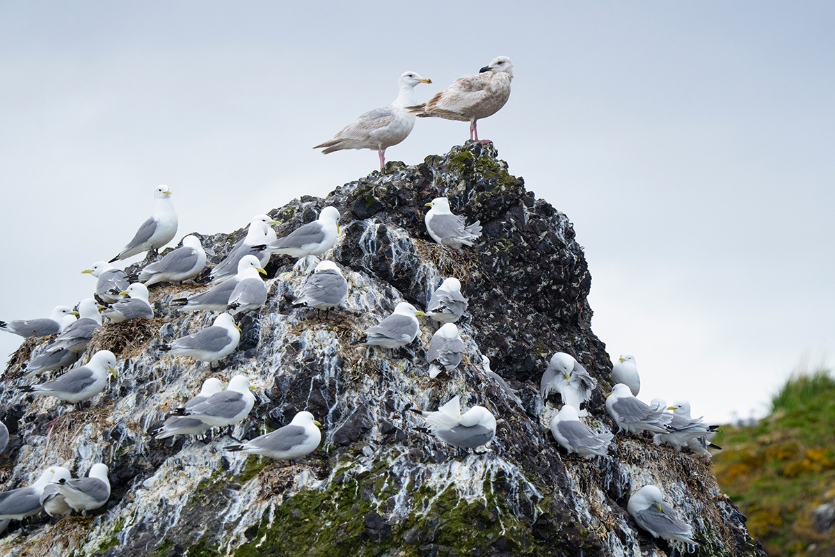 <p>Focal length : 195mm Exposure : F/6.3 1/1250sec ISO 1250</p>
