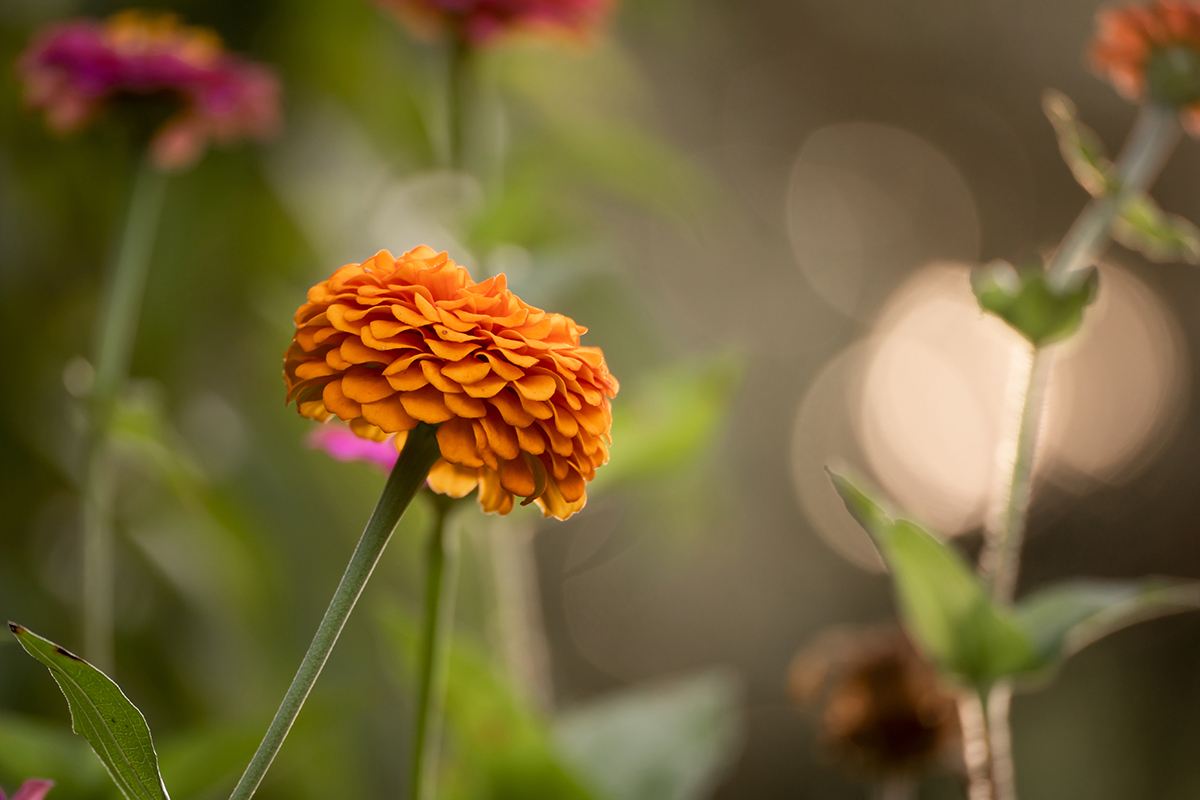 <p>Focale : 300mm Exposition : F/6.3 1/100sec ISO 250</p>