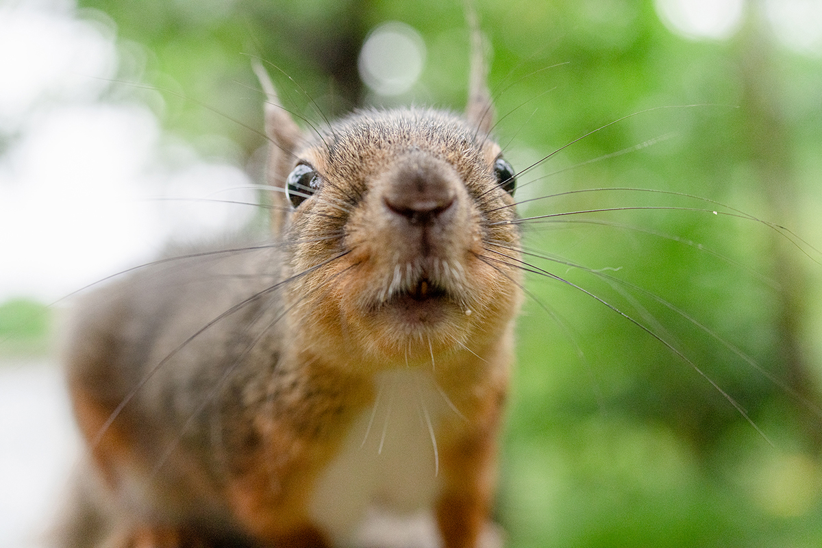 <p>Focal length : 50mm Exposure : F/5.6 1/1250sec ISO 3200</p>
