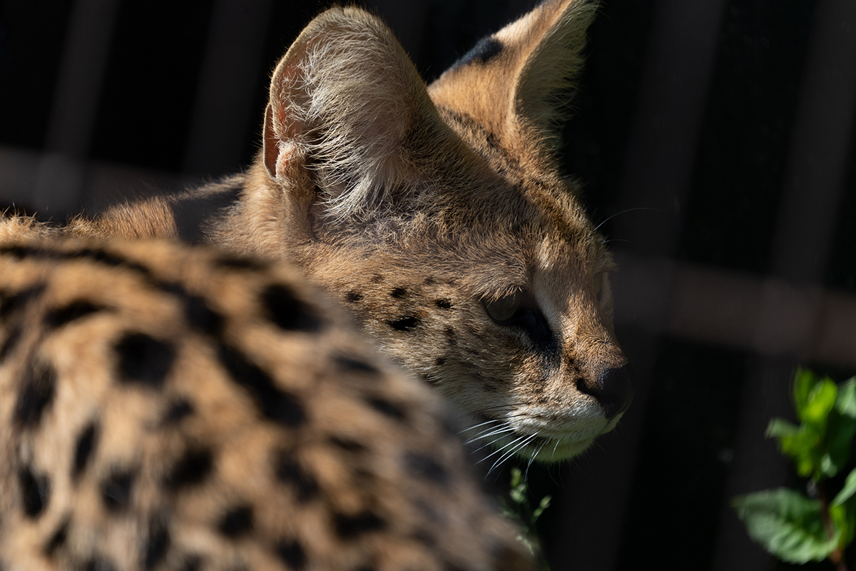 <p>Focal length : 400mm Exposure : F/6.3 1/500sec ISO 200</p>
