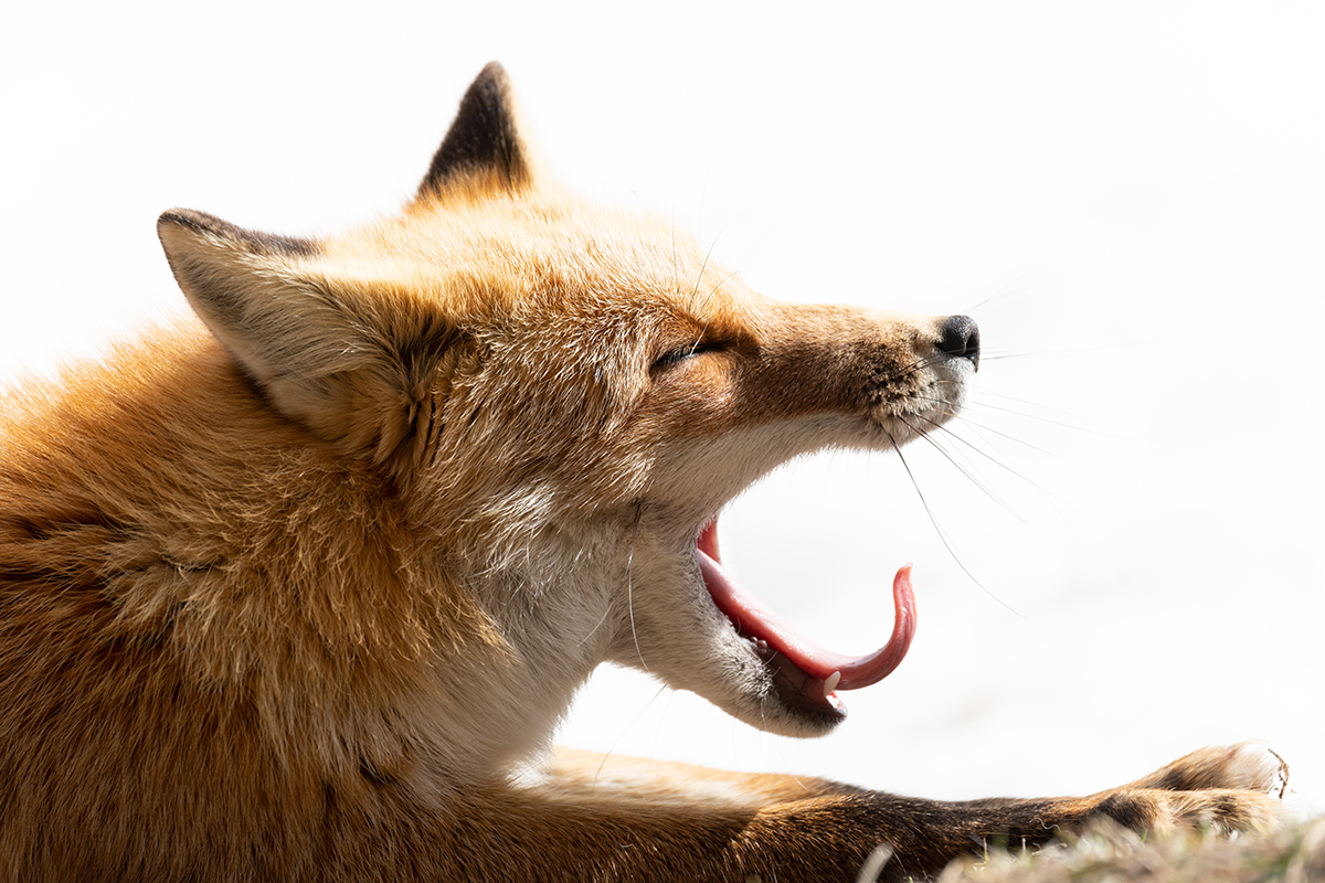 <p>Focal length : 314mm Exposure : F/6.3 1/640sec ISO 320</p>
