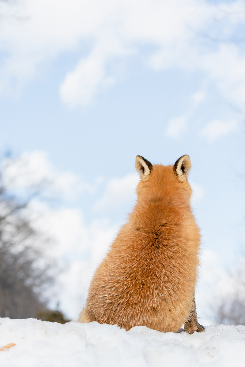 Raposa vermelha sentada na neve de frente para um céu azul - um exemplo de técnicas criativas de fotografia de inverno com foco na composição da vida selvagem e no espaço negativo.