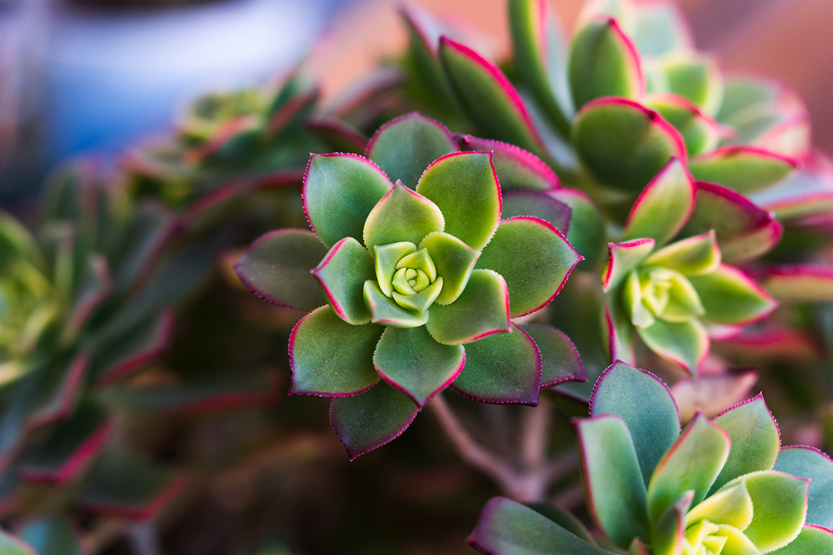 Gros plan sur une succulente aux couleurs vertes et rouges éclatantes, capturée avec un bokeh crémeux en arrière-plan, présenté dans la revue de l'objectif de voyage 35-150 mm.
