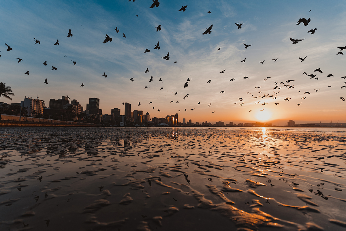 Flock of birds flying over a city shoreline at sunrise, with reflections on wet sand, using the best settings for sunset and sunrise photos.