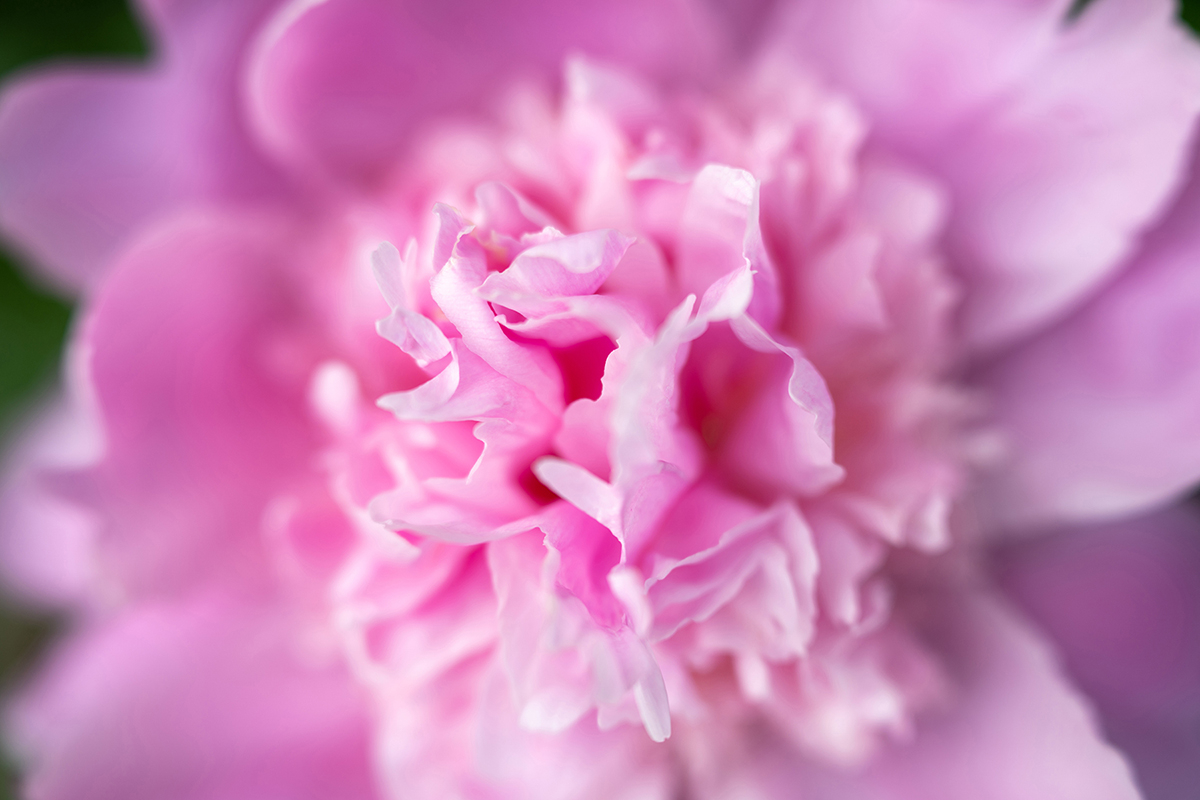 Prise de vue macro d'une fleur de pivoine rose capturée avec une faible profondeur de champ.