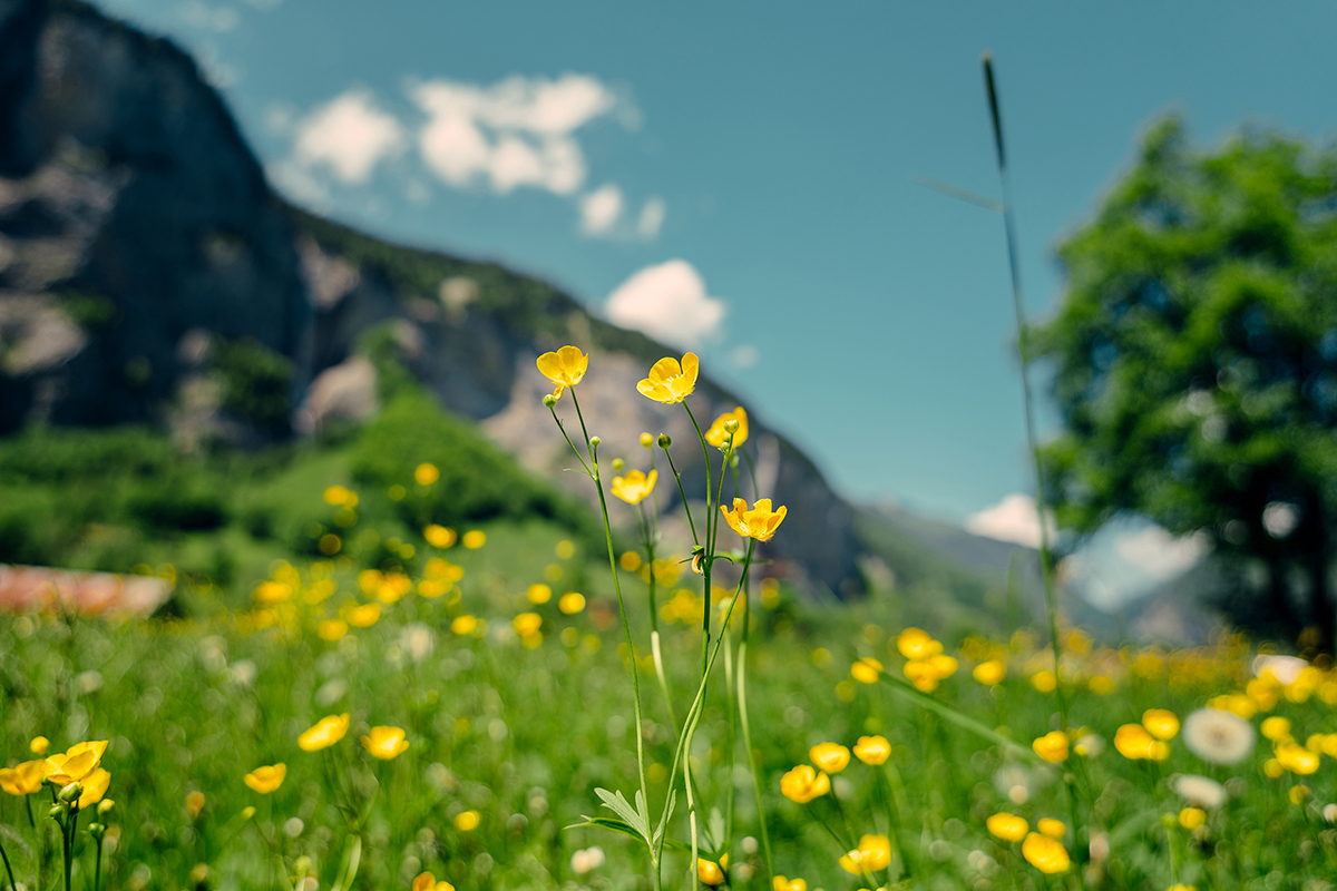 Brillantes flores silvestres amarillas nítidamente enfocadas bajo el sol de mediodía, con un fondo montañoso suavemente difuminado, para ilustrar el dominio de la iluminación exterior en condiciones vibrantes. ©Ryad Guelmaoui