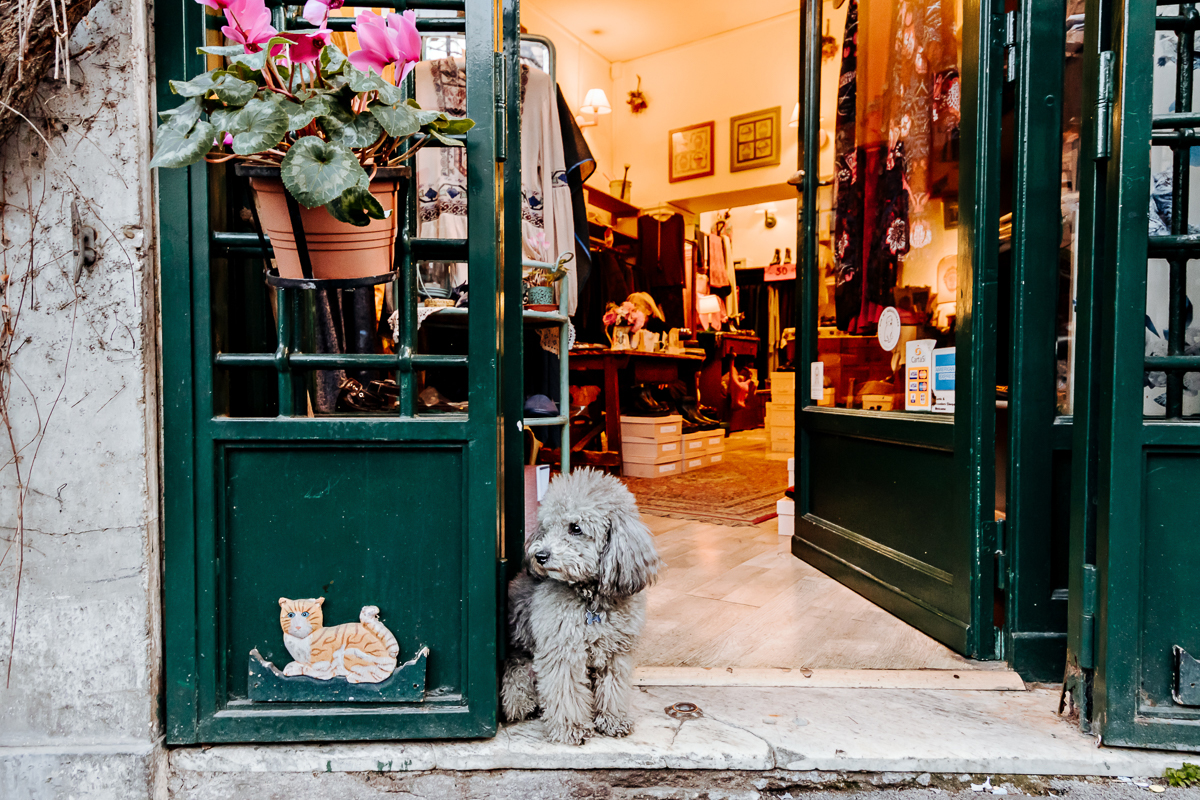 Charmante devanture de magasin avec un chien duveteux dans l'embrasure de la porte - une photo de détail parfaite pour prendre de meilleures photos de voyage avec de la personnalité et de l'histoire.