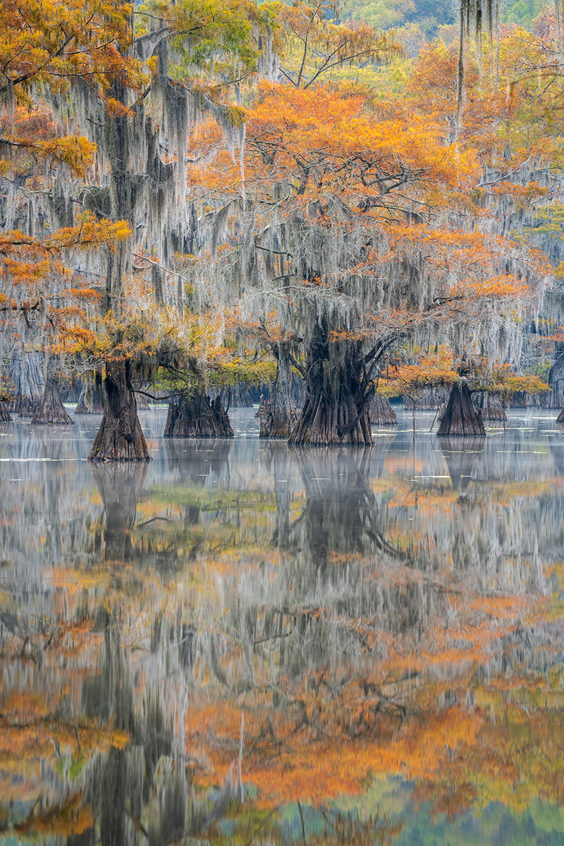 Dramatic landscape photo of autumn-colored bald cypress trees reflected in still bayou waters, captured with a Tamron ultra-telephoto lens.