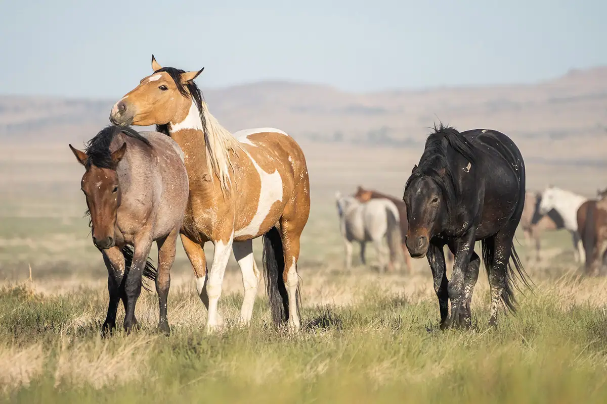 Texto alternativo: Grupo de cavalos selvagens interagindo em um pasto aberto, mostrando um comportamento natural de manada.