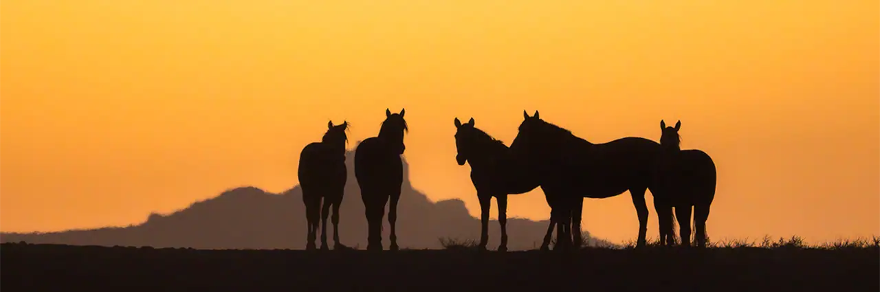 Vista panorâmica de silhuetas de cavalos selvagens em pé em um cume ao pôr do sol com um céu amplo.
