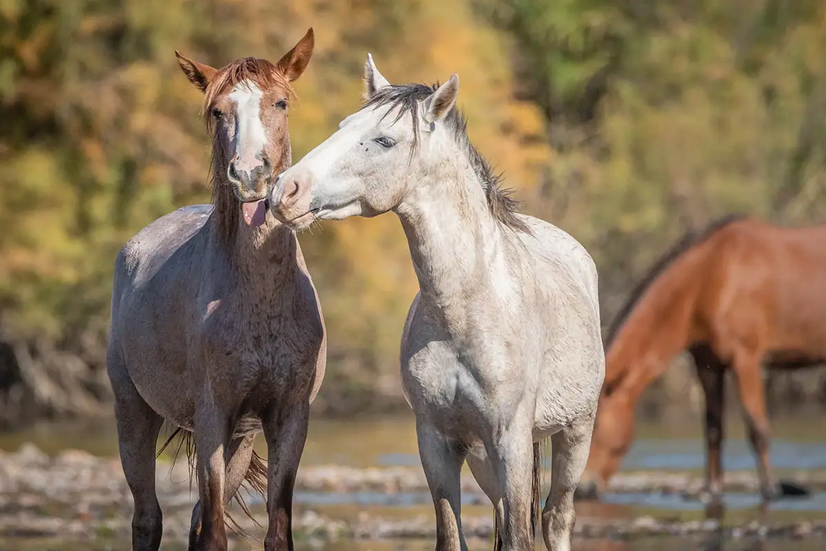 Texto alternativo: Dois cavalos selvagens juntos perto da água, mostrando interação social e detalhes.