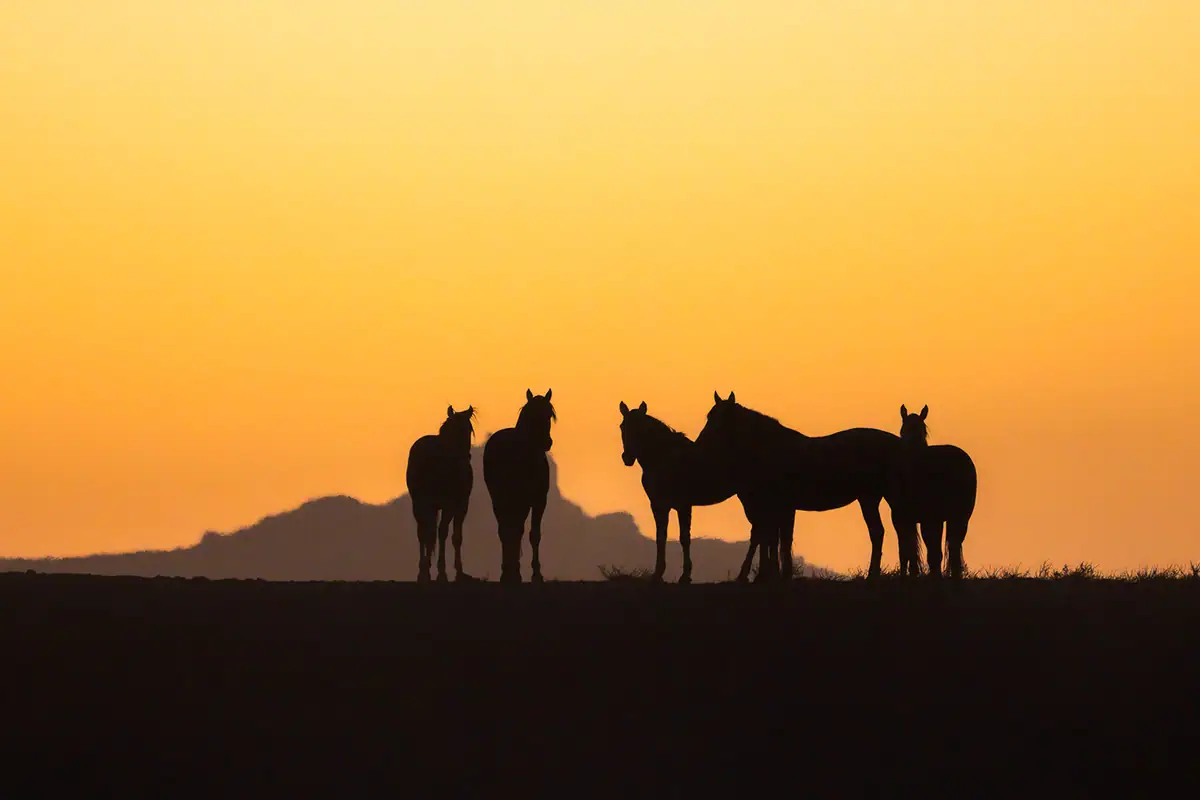 Silhuetas de cavalos selvagens ao longo de um cume ao pôr do sol com o céu quente e brilhante ao fundo.