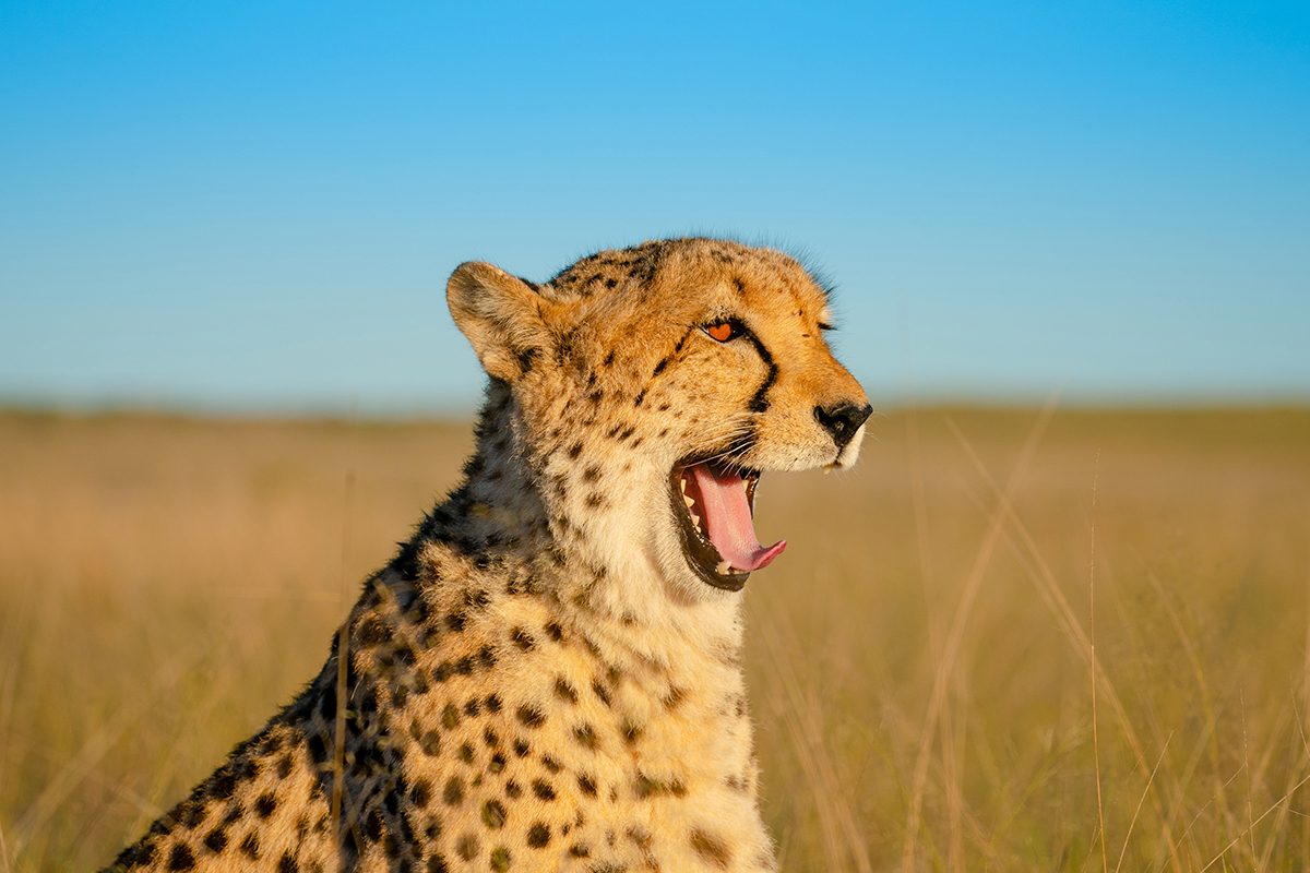 A close-up image of a yawning cheetah in golden grassland, captured with sharp detail and vibrant color&mdash;demonstrating the importance of knowing how to hold a telephoto lens for clear, handheld wildlife photography.
