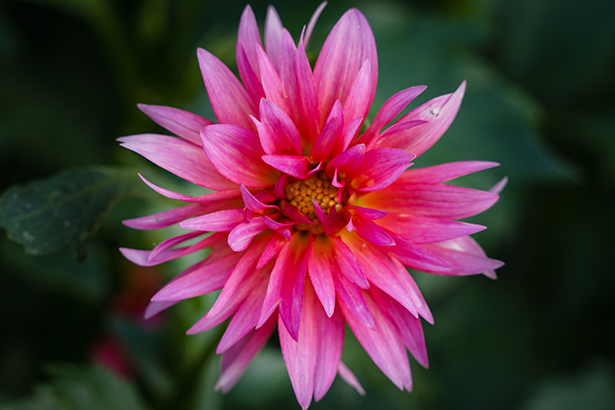 Primer plano de una vibrante flor rosa capturada con un objetivo macro, que muestra detalles finos y poca profundidad de campo, un ejemplo de cómo elegir el objetivo adecuado para fotografiar flores.