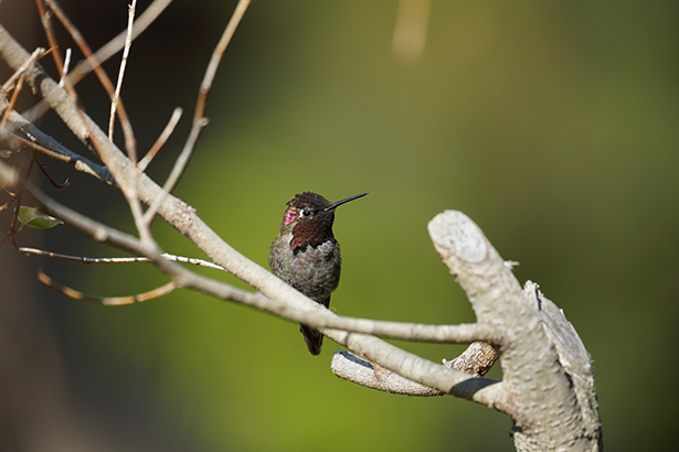 Un colibrí posado en la rama de un árbol con un fondo verde difuminado, captado con gran detalle utilizando un teleobjetivo.