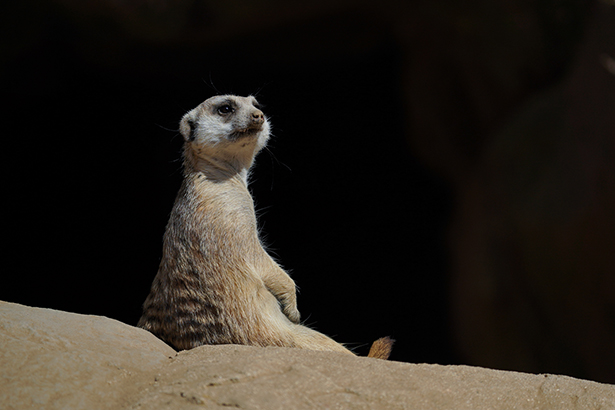Un suricato sentado en posición de alerta sobre una roca, captado con un teleobjetivo, lo que ilustra cómo la elección del objetivo adecuado mejora la fotografía de animales salvajes a distancia.