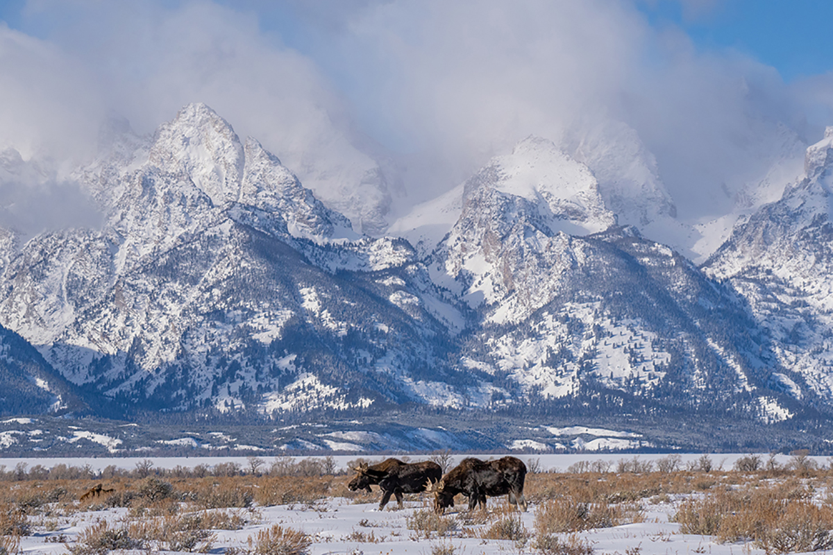 Alces pastando em um vale coberto de neve sob picos de montanhas imponentes - uma composição ideal para fotografia da vida selvagem com lentes teleobjetivas.