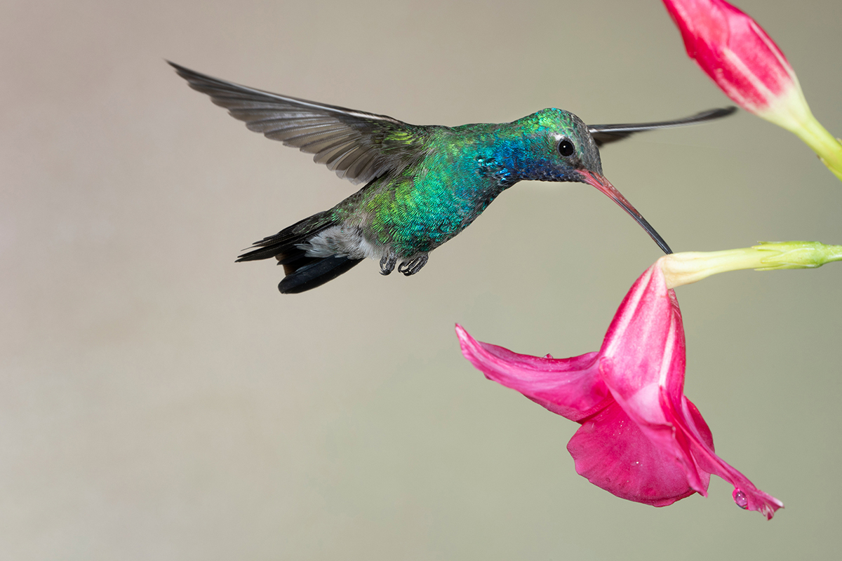 Beija-flor em pleno voo alimentando-se de uma flor rosa, capturado com detalhes nítidos e cores vibrantes, demonstrando técnicas de fotografia de pássaros.