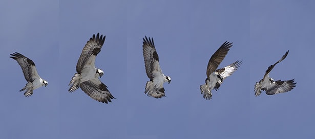 Composição de 5 imagens de um pássaro em voo.