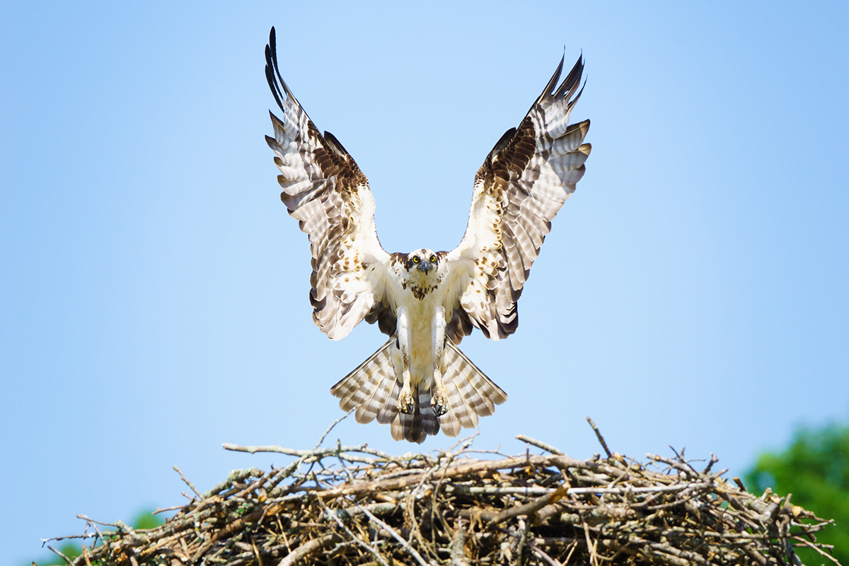 Un balbuzard pêcheur s'envole de son nid, les ailes complètement déployées, capturé avec la précision nécessaire pour photographier les oiseaux en vol à l'aide d'un téléobjectif. ©Cecil Holmes