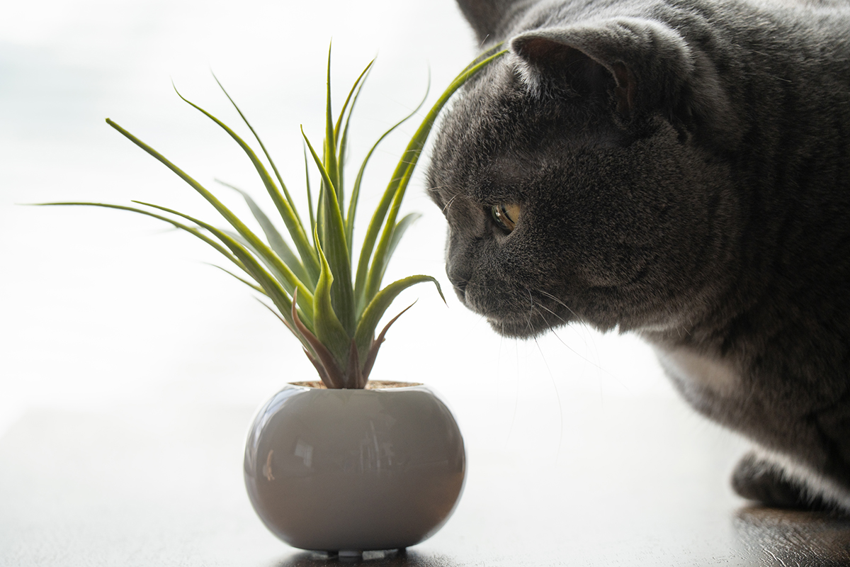 <p>Dist&acirc;ncia focal: 182 mm<br />Exposi&ccedil;&atilde;o: F/6.3, 1/400 s, ISO 400</p>