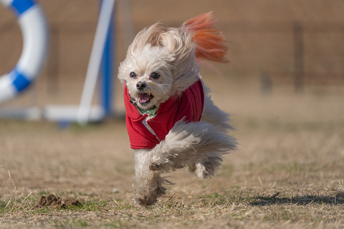 <p>Dist&acirc;ncia focal: 300 mm<br />Exposi&ccedil;&atilde;o: F/6.3, 1/5000 s, ISO 800</p>