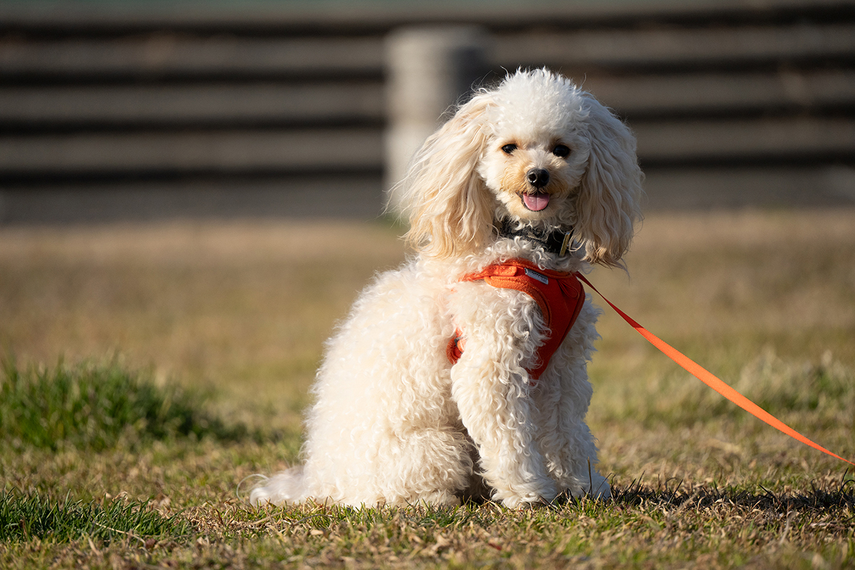 <p>Dist&acirc;ncia focal: 300 mm<br />Exposi&ccedil;&atilde;o: F/6.3, 1/3200 s, ISO 800</p>