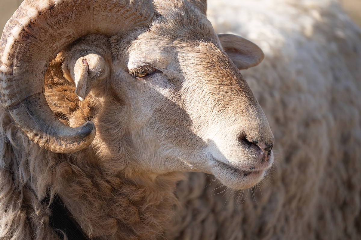 <p>Dist&acirc;ncia focal: 300 mm<br />Exposi&ccedil;&atilde;o: F/6.3, 1/500 s, ISO 400</p>