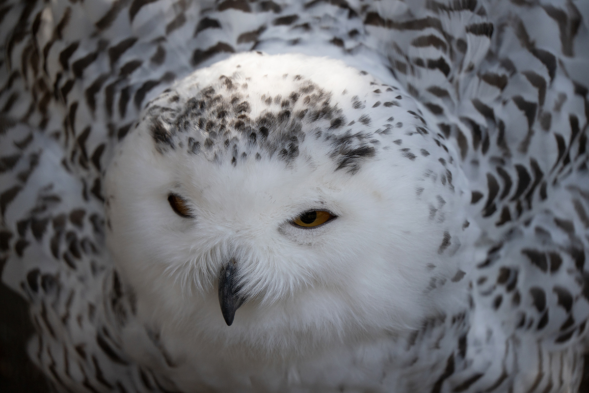 <p>Dist&acirc;ncia focal: 300 mm<br />Exposi&ccedil;&atilde;o: F/6.3, 1/320 s, ISO 800</p>