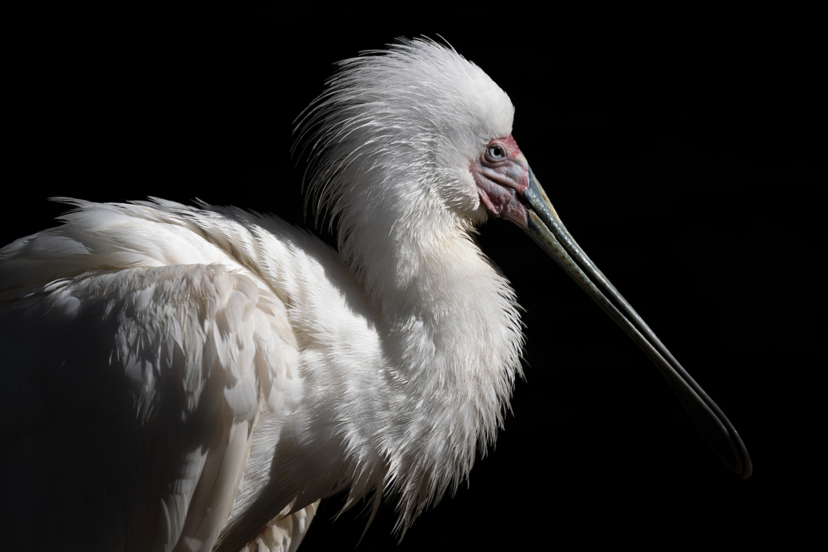 <p>Dist&acirc;ncia focal: 300 mm<br />Exposi&ccedil;&atilde;o: F/6.3, 1/5000 s, ISO 400</p>