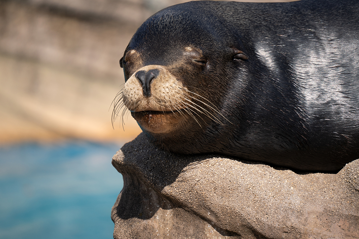 <p>Dist&acirc;ncia focal: 300 mm<br />Exposi&ccedil;&atilde;o: F/6.3, 1/1600 s, ISO 400</p>