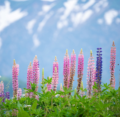 Paysage naturel avec des fleurs de lupin aux teintes roses et violettes vibrantes sur fond de montagnes enneigées.