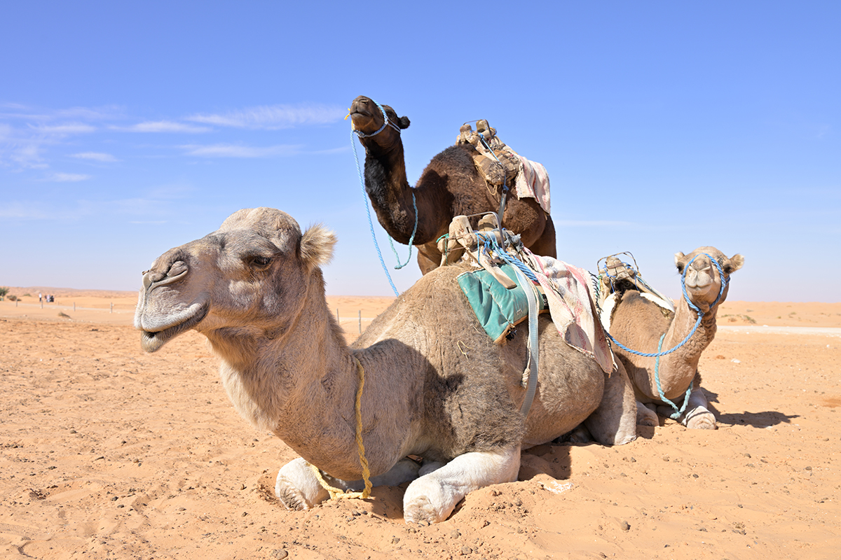 <p>Distancia focal : 28mm Exposici&oacute;n : F/7.1 1/160 seg ISO 64</p>