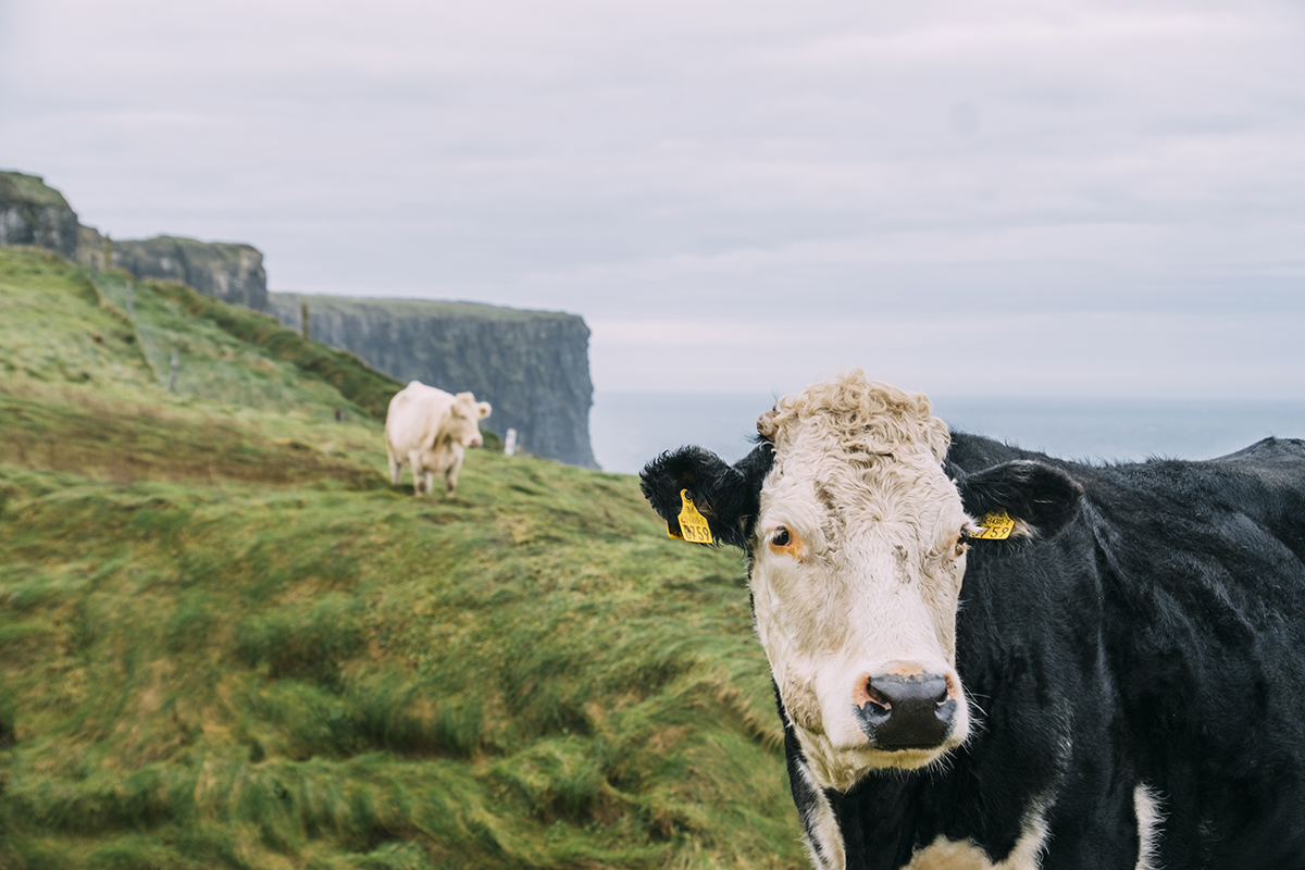 A close-up of a cow in a grassy pasture with cliffs and another cow in the background.