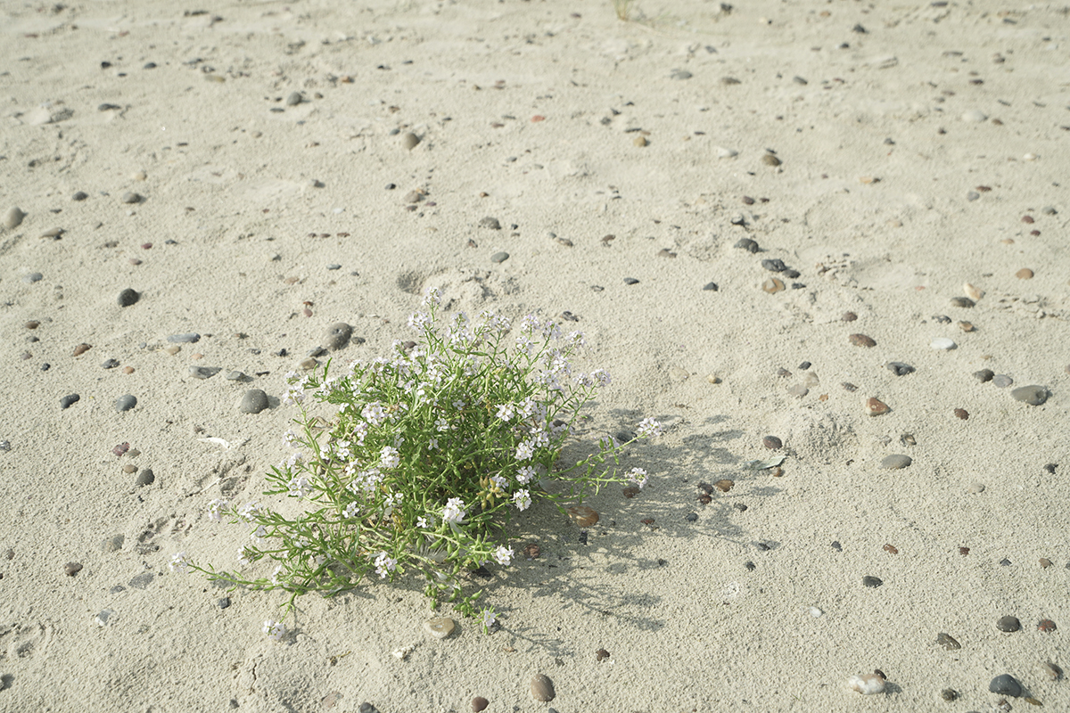 Una pequeña planta verde con diminutas flores blancas crece sobre una superficie arenosa salpicada de guijarros.