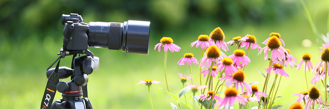 Un appareil photo équipé de l'un des meilleurs objectifs macro pour la photographie de fleurs, monté sur un trépied et pointé sur des fleurs roses éclatantes.
