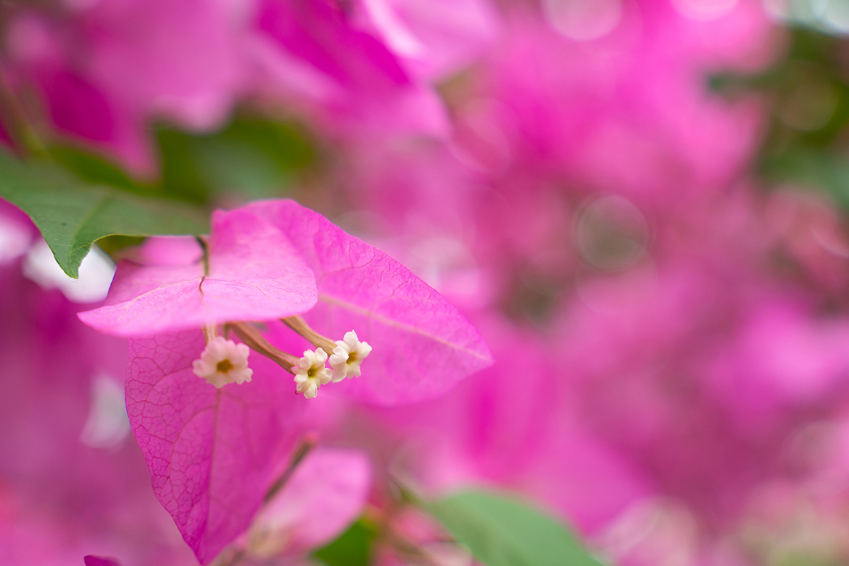 <p>Focal length: 50mm Exposure: F4.0, 1/160 sec., ISO 200</p>
