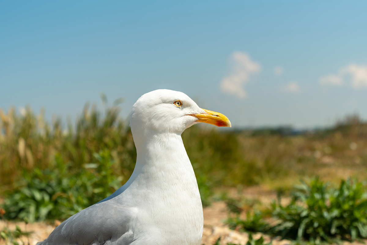<p>Focal length: 50mm Exposure: F4.0, 1/2000 sec., ISO 125</p>
