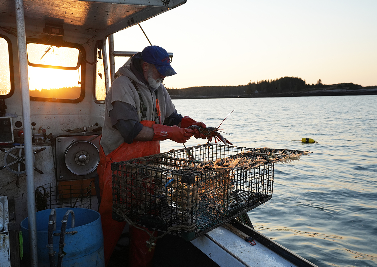A fisherman in orange overalls examines a freshly caught lobster next to a lobster trap on his boat at sunrise, with calm waters and a buoy in the background.