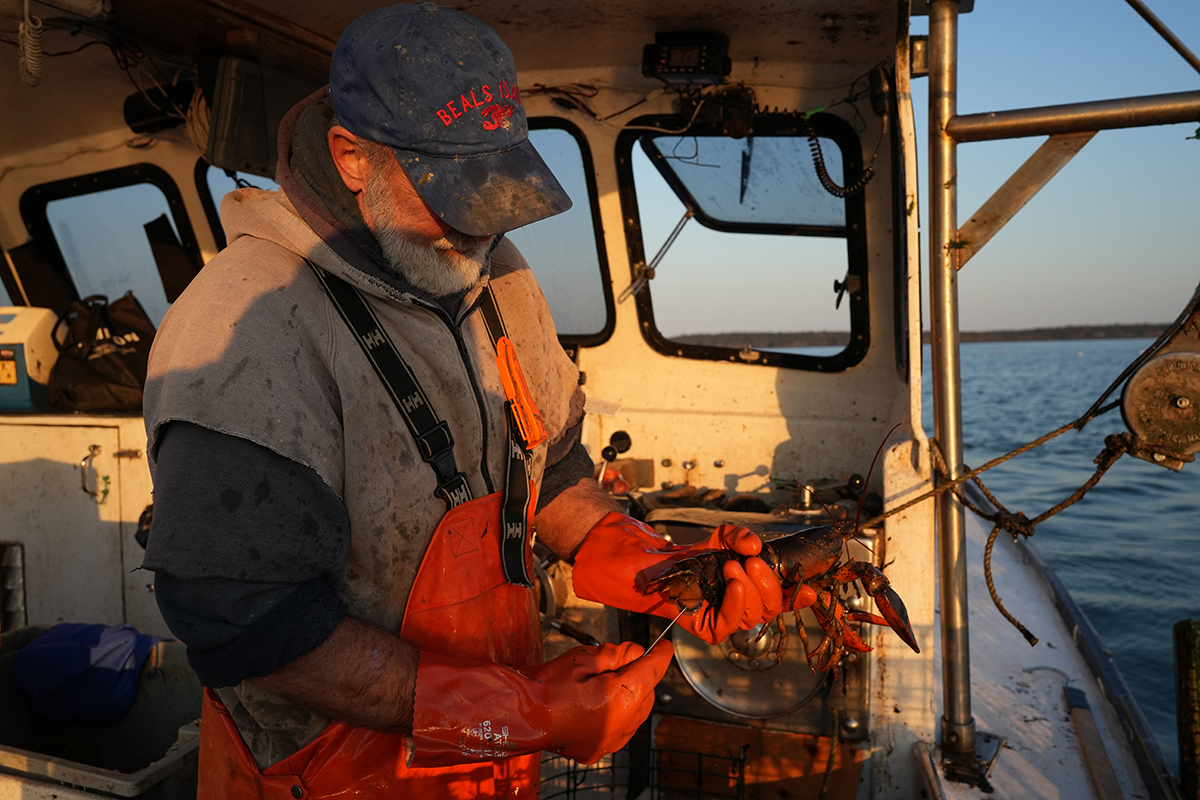 A fisherman wearing orange overalls and a "Beals Island" cap examines a lobster on his boat at sunrise, with the cabin and ocean in the background.