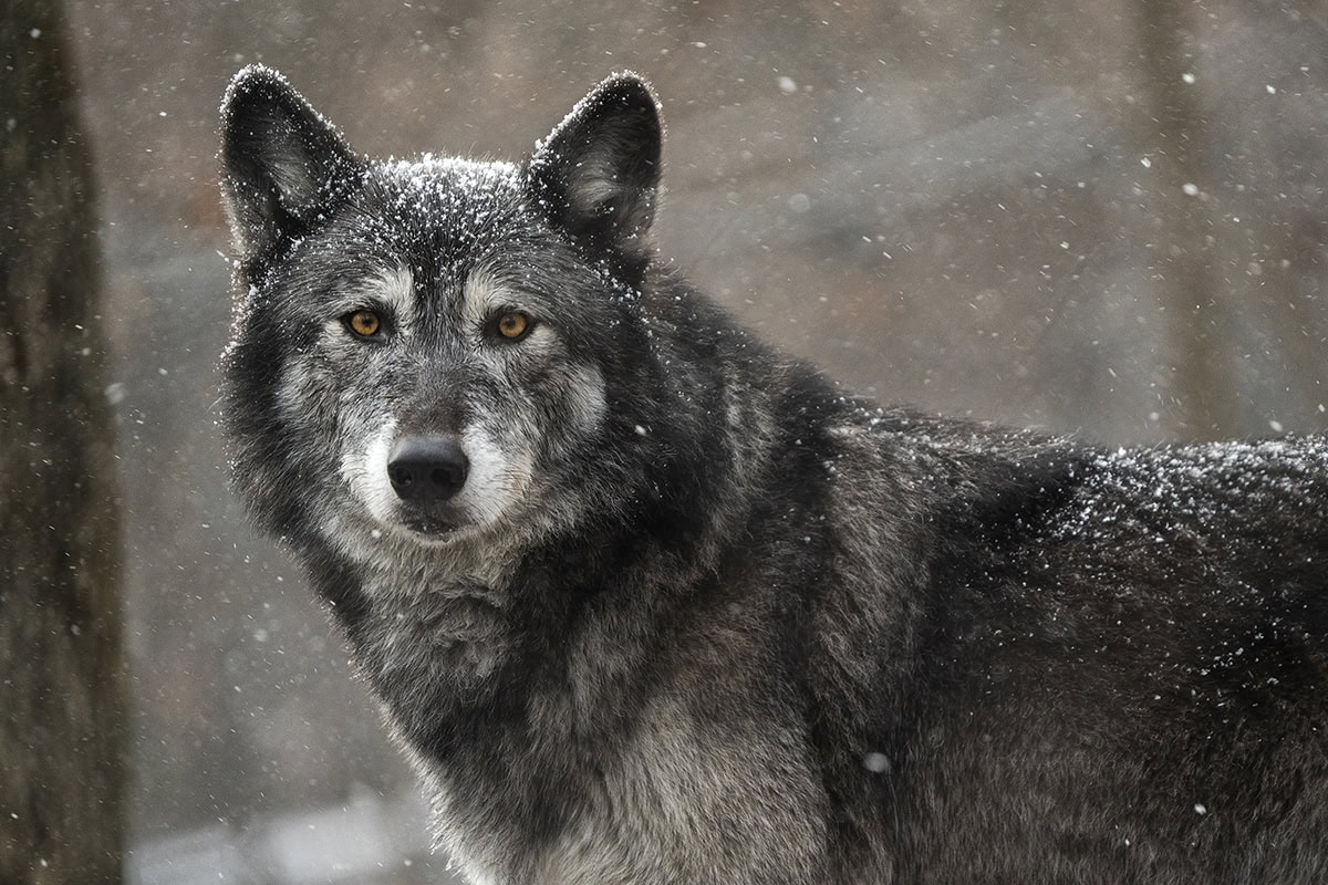 Gros plan d'un loup noir avec des flocons de neige sur sa fourrure, regardant intensément avec des yeux ambrés perçants dans une forêt enneigée, capturé en utilisant des conseils pour la photographie animalière afin de mettre en valeur sa beauté sauvage et ses caractéristiques frappantes.