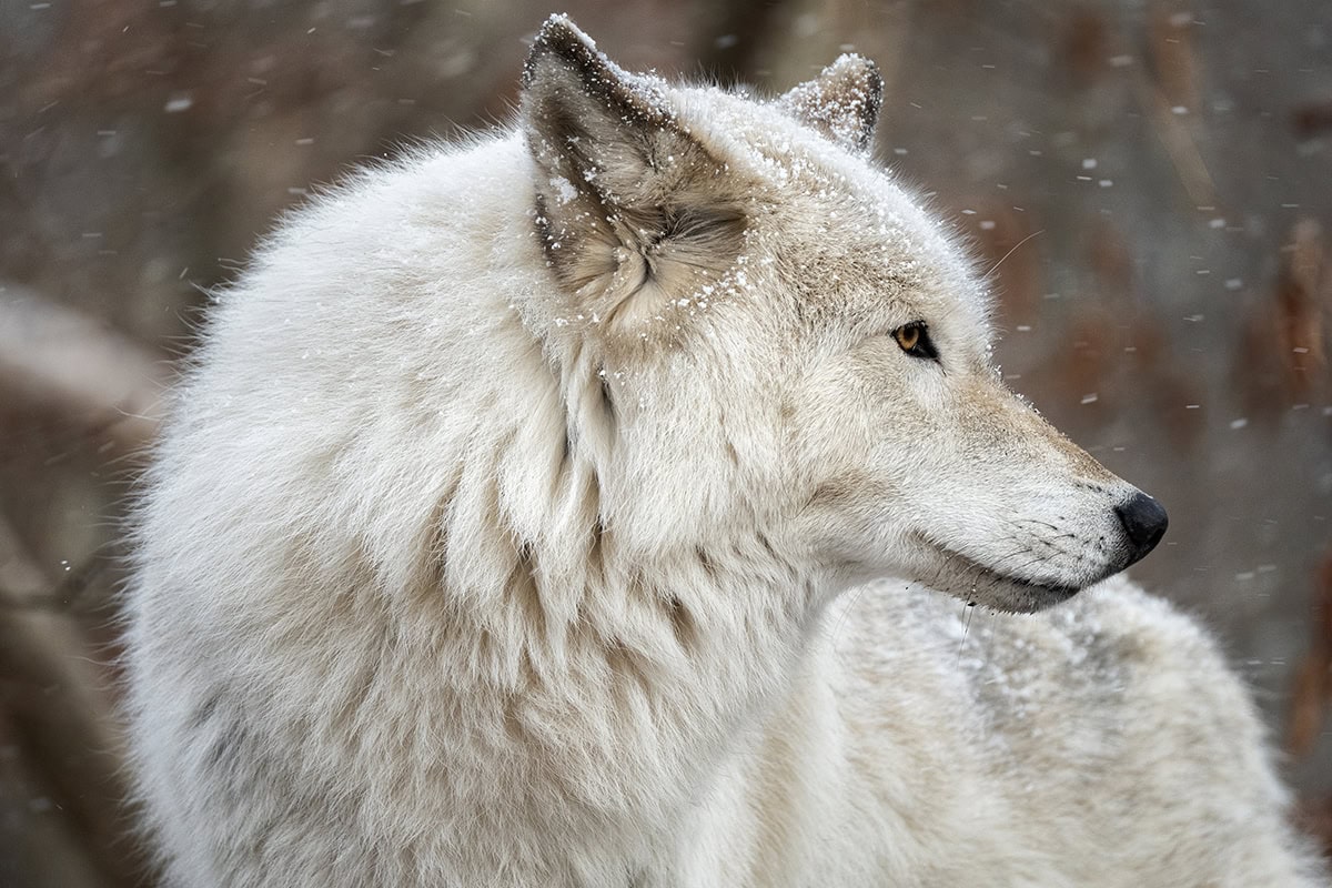 Profil latéral d'un loup blanc dont la fourrure est saupoudrée de flocons de neige, mettant en valeur ses traits acérés et son épais pelage d'hiver, capturé à l'aide de conseils pour la photographie animalière afin d'améliorer les détails et la clarté.