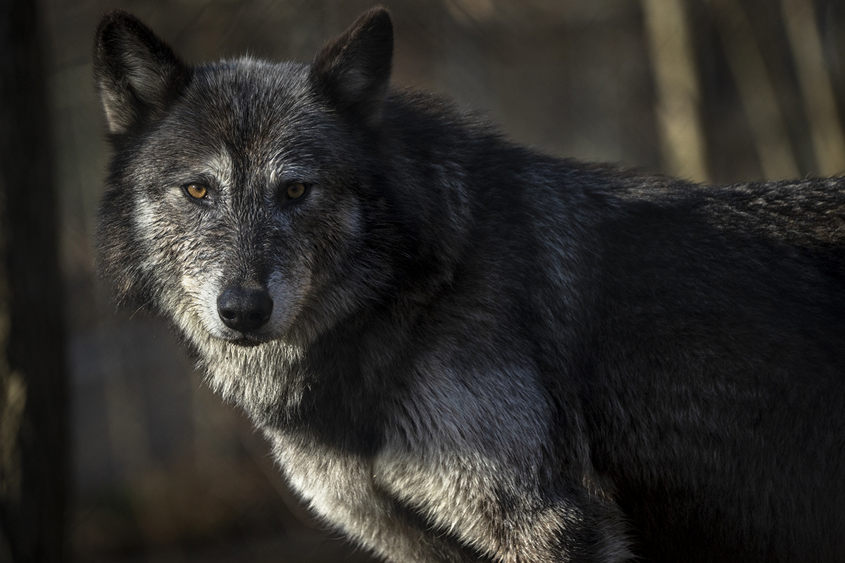 Loup noir dans une forêt ombragée, ses yeux ambrés brillent et sa fourrure épaisse est mise en valeur par une lumière douce et naturelle.