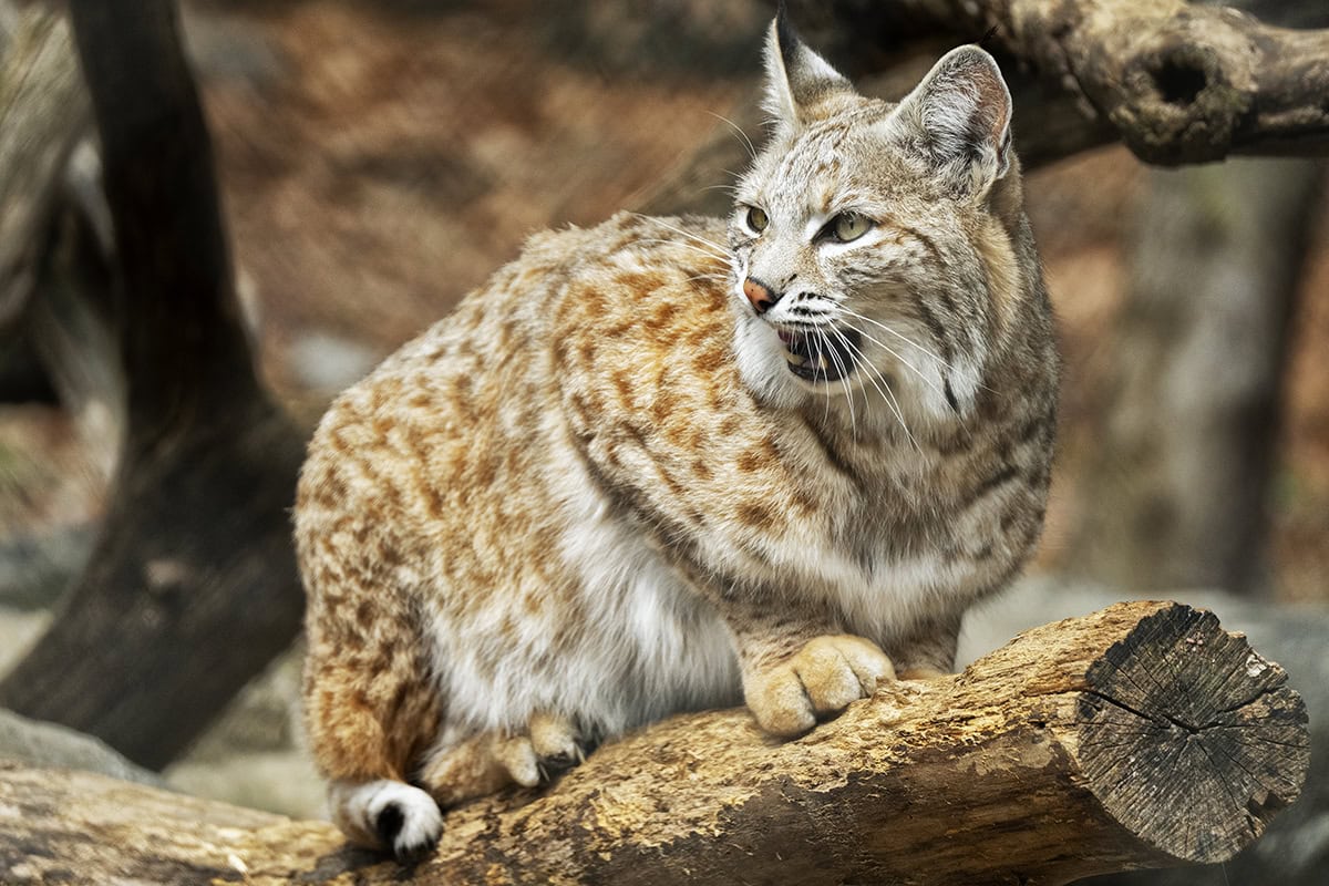 Le lynx roux, perché sur un tronc d'arbre, est attentif et regarde sur le côté, mettant en valeur sa fourrure tachetée caractéristique et ses traits acérés dans un habitat forestier.