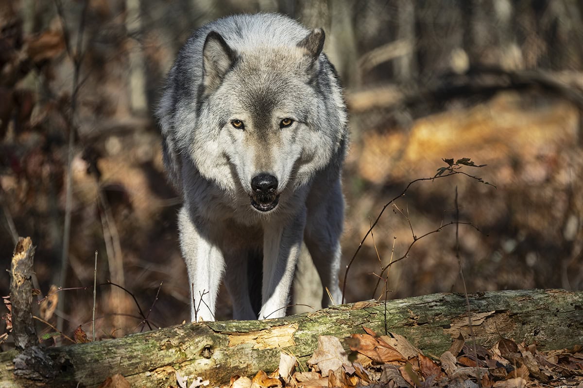 Loup gris marchant dans une forêt, ses yeux dorés fixés vers l'avant, entouré de feuilles d'automne et de rayons de soleil.