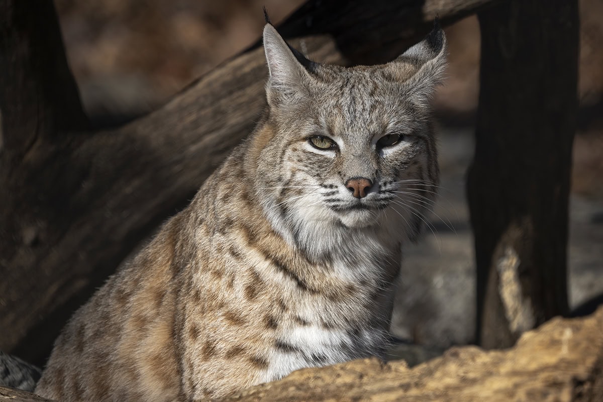 Le lynx roux assis à la lumière naturelle, mettant en valeur les motifs frappants de sa fourrure, ses oreilles pointues et son regard perçant dans un environnement boisé, capturé à l'aide de conseils pour la photographie animalière afin d'obtenir un cliché époustouflant.