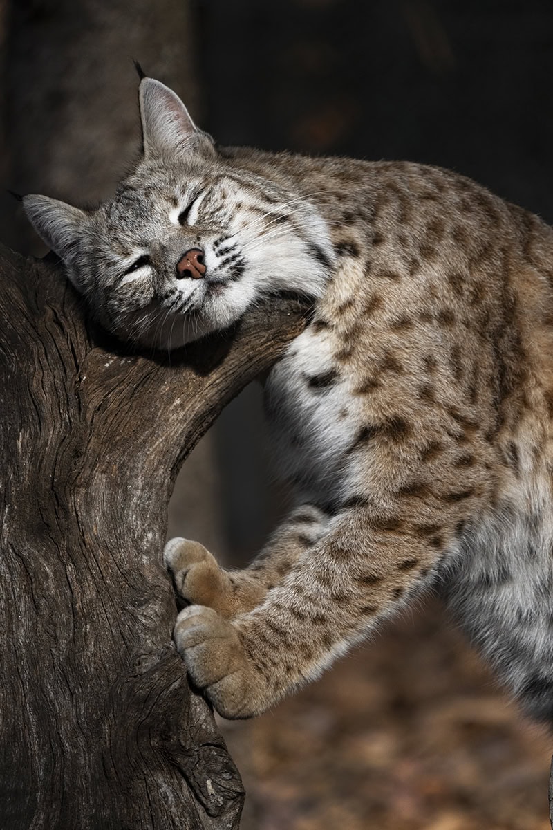 Le lynx roux repose sa tête sur une branche, les yeux fermés et les pattes agrippées au bois de l'arbre, capturé en utilisant les conseils de la photographie animalière pour créer une composition paisible et naturelle.