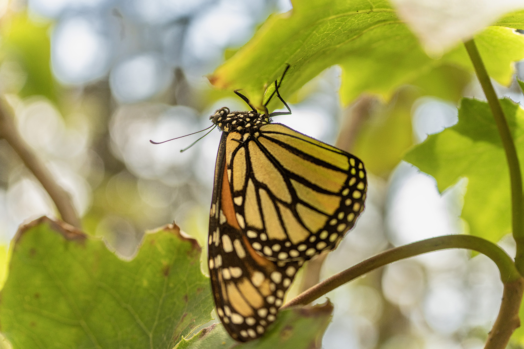 Uma delicada borboleta monarca descansando em uma folha, cercada por luz natural suave.